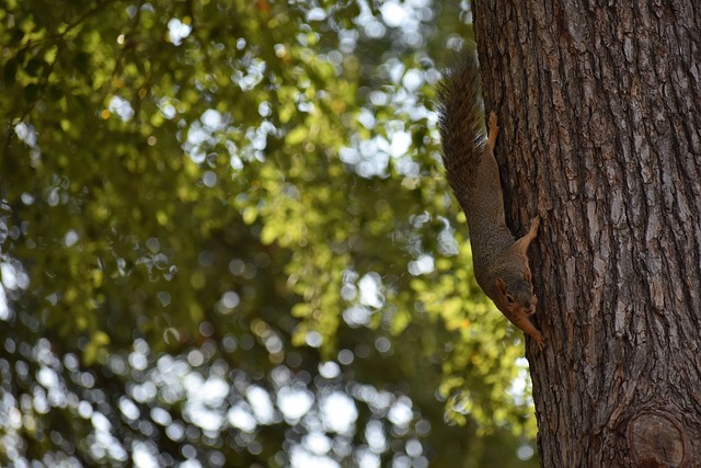 赛事概览 赛事概览